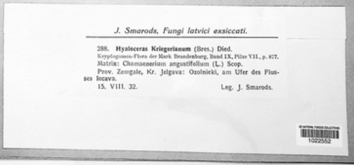 Allelochaeta kriegeriana image